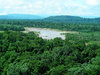 rainforest
