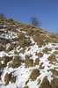Snowy grass tussocks