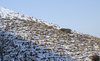 Hill of snowy grass tussocks