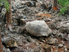 tortoise