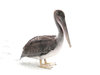 pelican