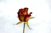 rose in snow