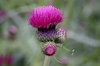 Thistle
