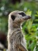 on the lookout2