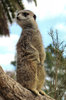 on the lookout6