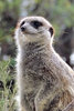 on the lookout4