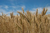 agriculture