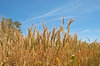 agriculture