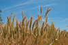 agriculture