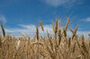agriculture