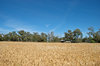 agriculture