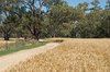agriculture