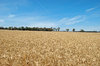 agriculture
