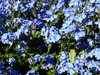 forget-me-not