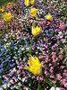 Spring Flowers
