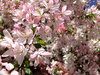 cherry blossom