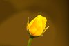 A Yellow Bud
