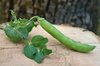 Pea Pod on a Wood Slab