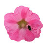 Hollyhock
