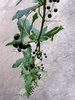 Vine