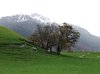 New Zealand Scene