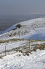 Sheep in the snow