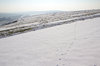 Sheep, footprints and snow