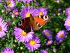 Butterfly vanessa.io