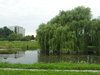 Willow at the pond