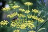 Dill Blossoms
