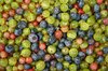 Berries Background