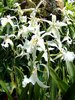 Tropical Orchids