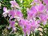 Orchids