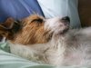 Snuggly Dog