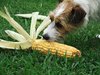 Corn Dog
