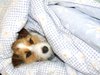 Snuggly Dog