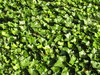 Ivy background