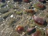 Rippling Water