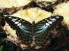 Tropical Butterfly