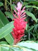 Tropical Flower