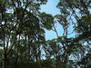 high trees