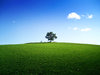 A tree on the horizon