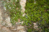 Moss