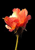 Flaming rose on black 