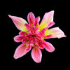 Star shaped dahlia on black 
