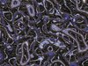 Alien Metallic Texture