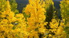 Aspen