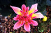 Pink dahlia