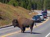 Traffic Bison Jam