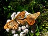 butterflies